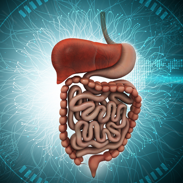 Digestion Support Supplements